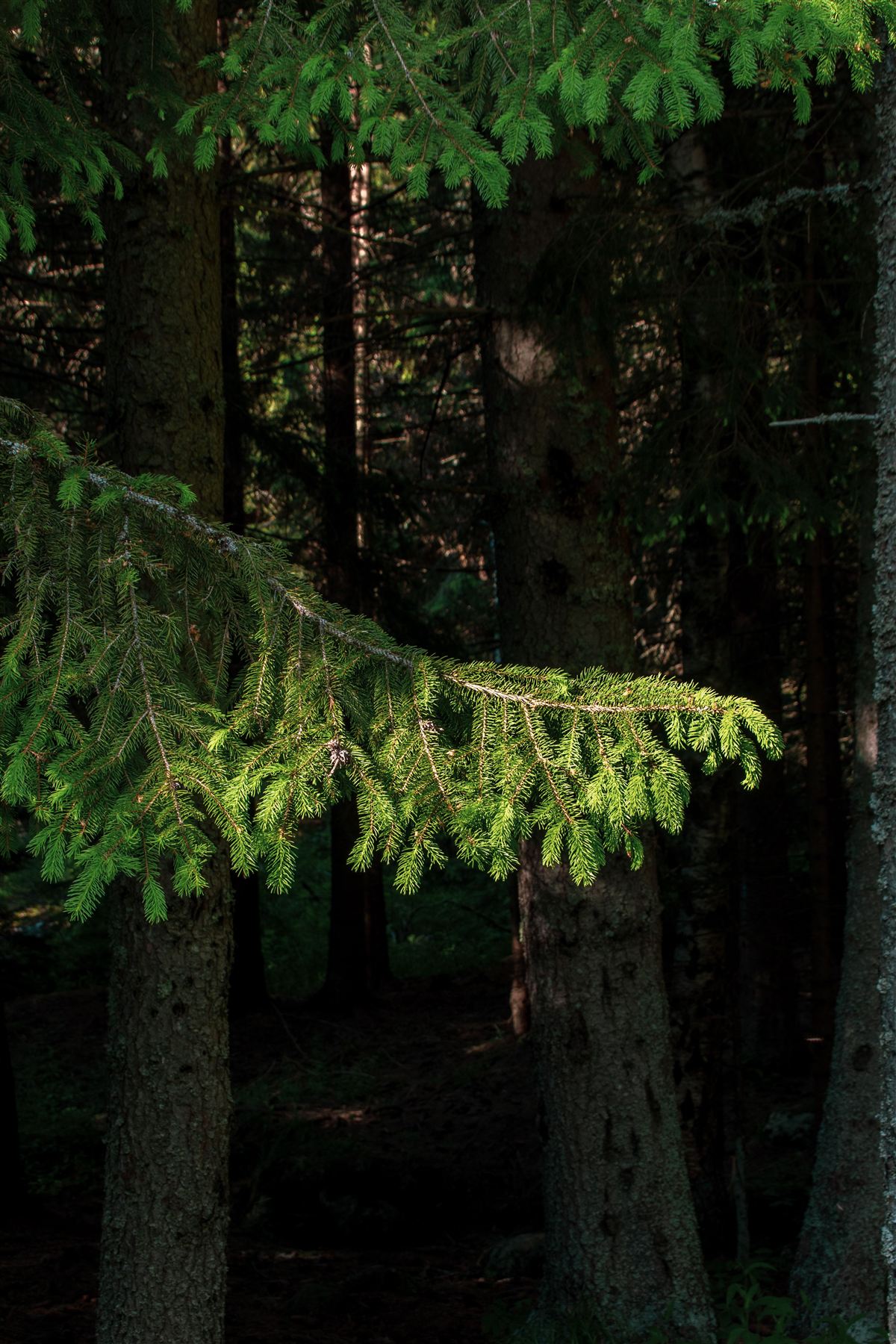 Sentier de randonnée en forêt