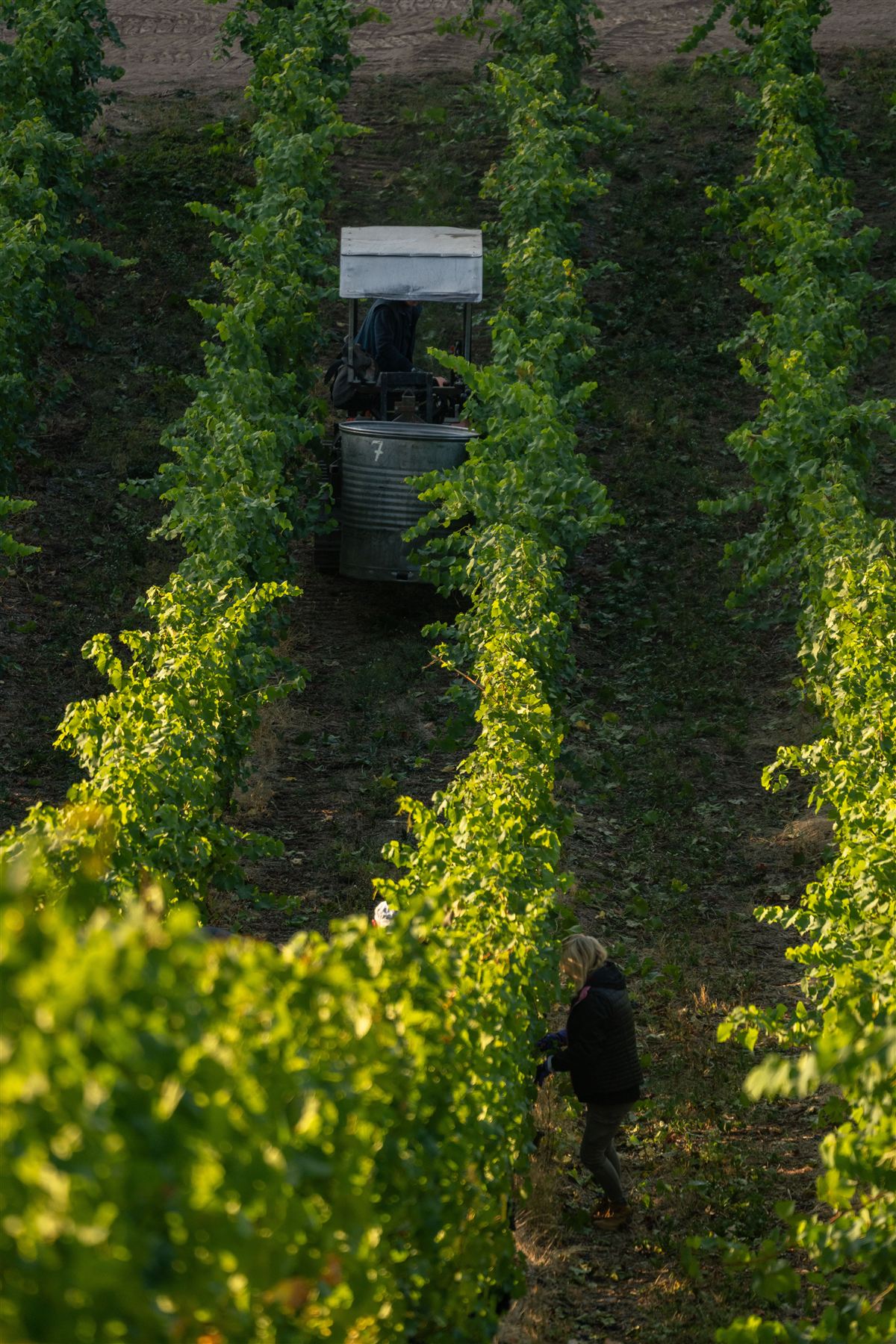 Rangs de vigne du vignoble de Bourgueil