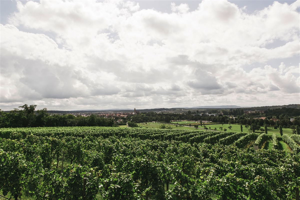 Vignoble de Chinon en Touraine